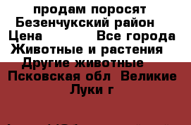 продам поросят .Безенчукский район  › Цена ­ 2 500 - Все города Животные и растения » Другие животные   . Псковская обл.,Великие Луки г.